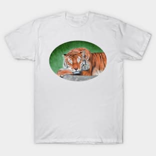 Sleeping Tiger T-Shirt